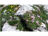 Prisojnik-Kopiščarjeva pot povsod polno planinskega cvetja